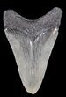 Serrated, Juvenile Megalodon Tooth - South Carolina #37644-2